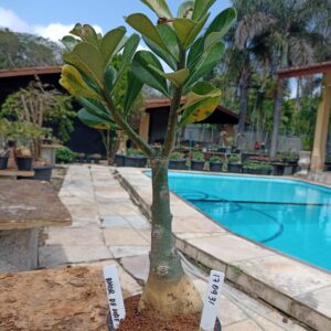 1709 31 Rosa do Deserto Amor de Mãe