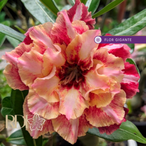 Pré Venda - Rosa do Deserto Henessy