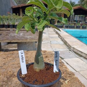 1709 50 Rosa do Deserto White House