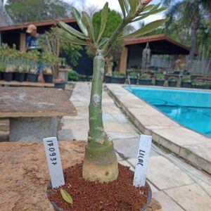 1709 37 Rosa do Deserto Lilac