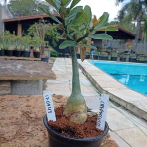 1709 43 Rosa do Deserto Crepusculo