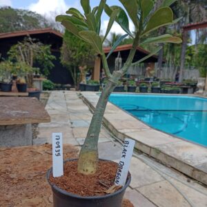 1709 35 Rosa do Deserto Black Dragon