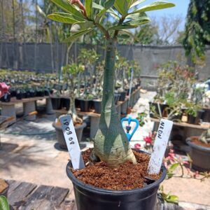 1809 08 Rosa do Deserto Neon