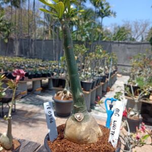 1809 06 Rosa do Deserto Big White