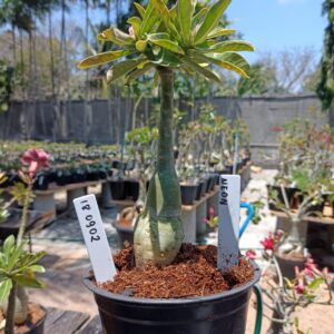 1809 02 Rosa do Deserto Neon