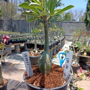 1809 07 Rosa do Deserto Lm-50