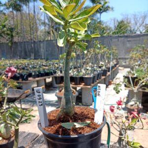 1809 23 Rosa do Deserto Neon