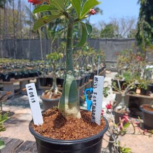 1809 13 Rosa do Deserto Miss Fortaleza