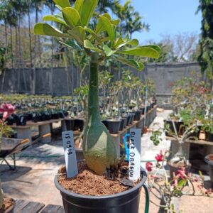 1809 19 Rosa do Deserto Black Dragon