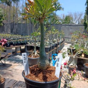 1809 16 Rosa do Deserto Variegata 500