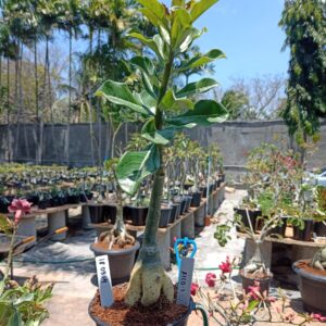 1809 14 Rosa do Deserto filó 2