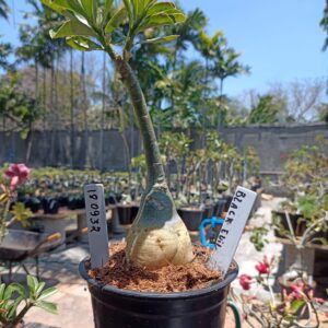 1809 32 Rosa do Deserto Black Evil