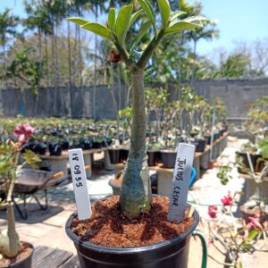 1809 35 Rosa do Deserto Julius Cesar