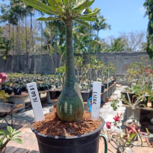 1809 31 Rosa do Deserto Lilac