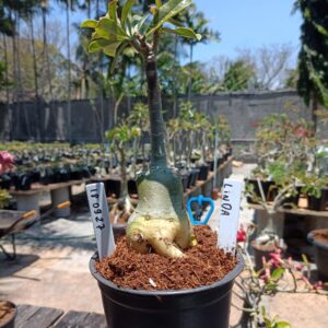 1809 27 Rosa do Deserto Linda