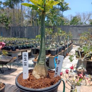 1809 29 Rosa do Deserto Big White