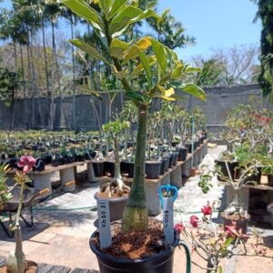 1809 40 Rosa do Deserto filo 2