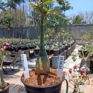 1809 28 Rosa do Deserto Estrelinha