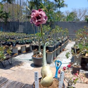 1809 53 Rosa do Deserto Crepusculo