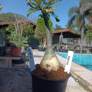 1909 10 Rosa do Deserto Akachi