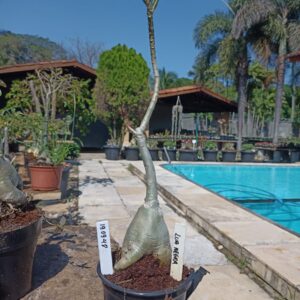 1909 48 Rosa do Deserto Lua Negra