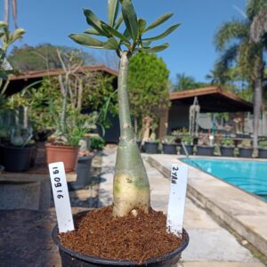 1909 16 Rosa do Deserto Ziyan