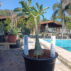 1909 07 Rosa do Deserto Egg Roll