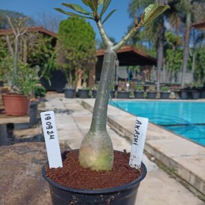 1909 24 Rosa do Deserto Akachi