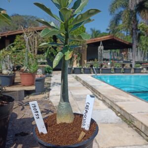 1909 55 Rosa do Deserto Crepusculo