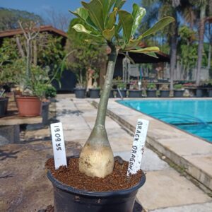 1909 35 Rosa do Deserto Black Dragon