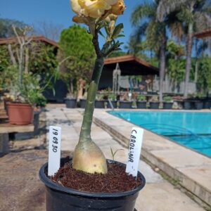 1909 30 Rosa do Deserto Carolina