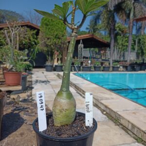 1909 47 Rosa do Deserto Linda