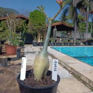 1909 38 Rosa do Deserto Ferrari