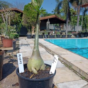 1909 43 Rosa do Deserto Huston