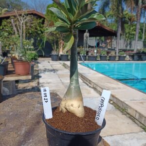 1909 27 Rosa do Deserto Crepusculo