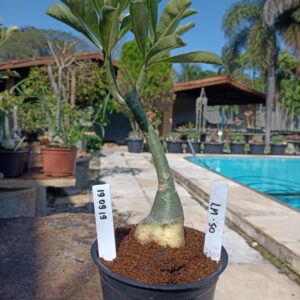 1909 19 Rosa do Deserto LM-50