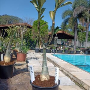 1909 25 Rosa do Deserto Céu Estrelado