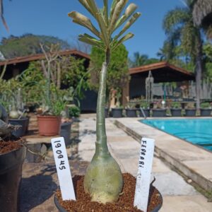 1909 45 Rosa do Deserto Ferrari