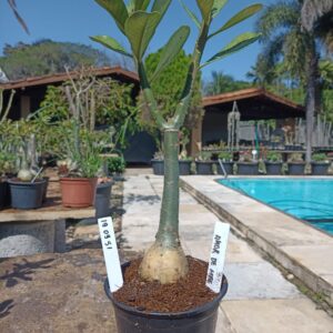 1909 51 Rosa do Deserto Amor de Mãe