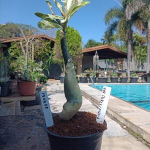 1909 08 Rosa do Deserto Variegata Porcelana 2