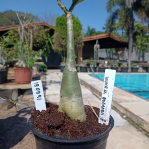 1909 41 Rosa do Deserto Viuva Negra Dobrada