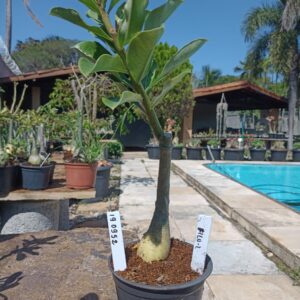 1909 52 Rosa do Deserto filo 2