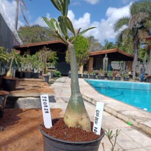 2209 29 Rosa do Deserto Golden Faith