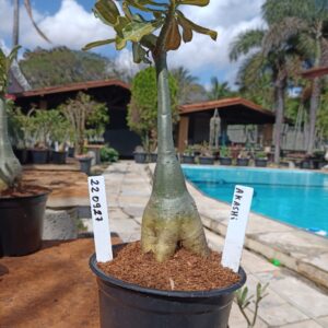 2209 27 Rosa do Deserto Akachi