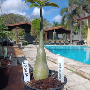 2209 06 Rosa do Deserto Pathumma