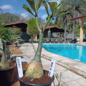 2209 11 Rosa do Deserto Amor de Mãe