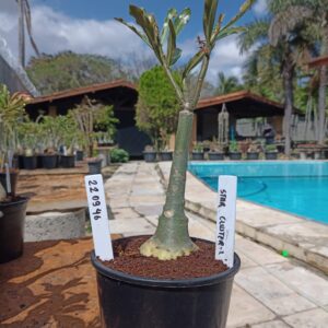 2209 46 Rosa do Deserto Star Cluster 2