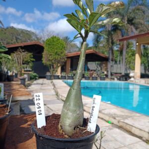 2209 08 Rosa do Deserto Variegata Porcelana