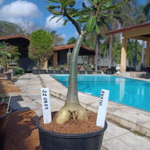 2209 07 Rosa do Deserto Akachi