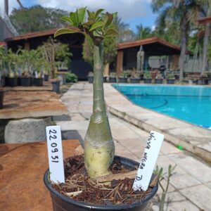 2209 31 Rosa do Deserto Viuva Negra Dobrada